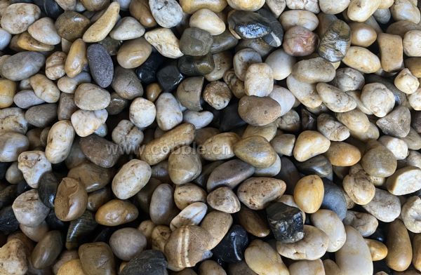 �������2-4cm